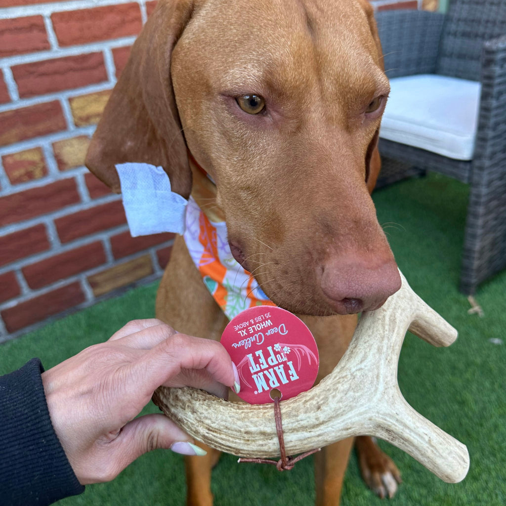 Deer Antler Dog Chews | Organic Chews for Dogs